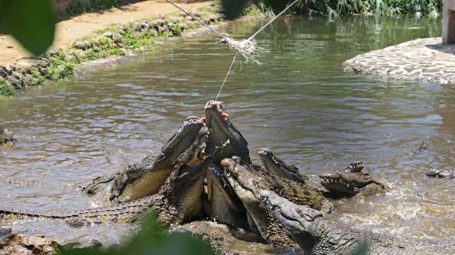 Mauritius : private wild south fullday tour - Price and Value: $106 for Up to 3, Plus Entrances and Lunch