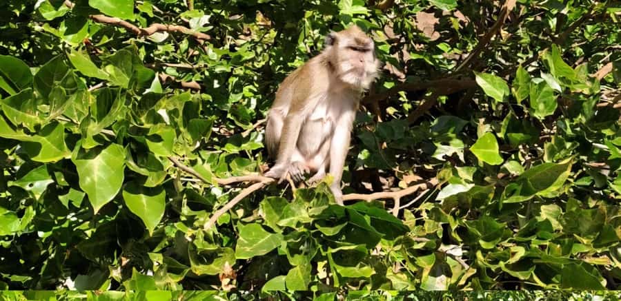 Mauritius: River Guided Kayak Tour with Monkeys - What to bring so the experience stays comfortable