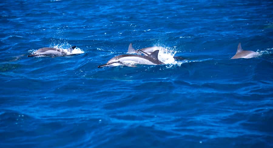 Mauritius: Snorkel and Swim with Dolphins on Speedboat Tour - Why the Tamarin Beach dolphin swim works so well