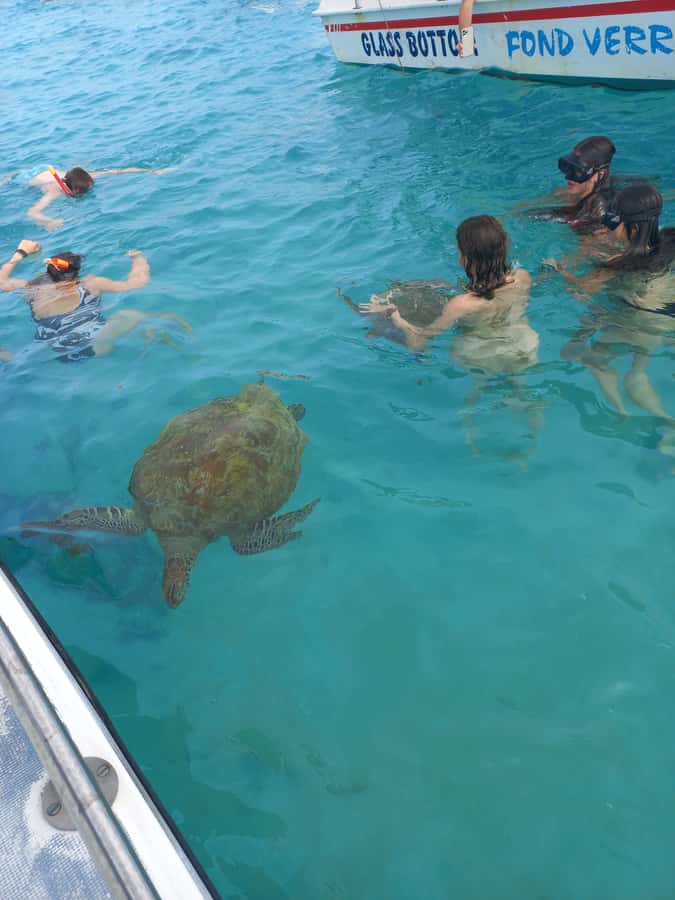 Mauritius: Snorkeling with turtles Le Transporteur speedboat - Key points to know before you go