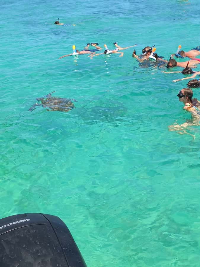 Mauritius: Snorkeling with turtles Le Transporteur speedboat - From Grand Baie to the lagoon, fast and focused