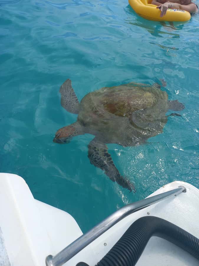Mauritius: Snorkeling with turtles Le Transporteur speedboat - Trou aux Biches: why this lagoon is the turtle target