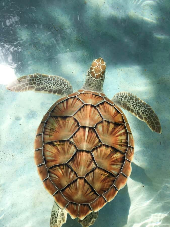 Mauritius: Snorkeling with Turtles & Port Louis Street Food - Key highlights worth clocking before you go
