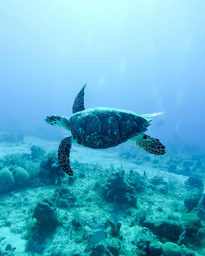 Mauritius: Snorkeling with Turtles & Port Louis Street Food - Trou aux Biches Marine Park snorkeling, turtles, and what you’ll see