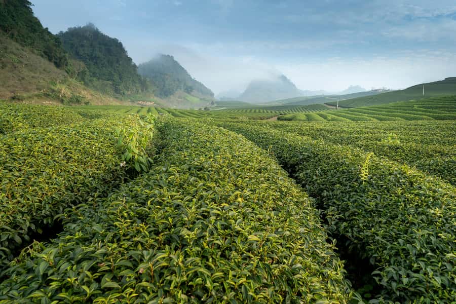 Mauritius: South Coast Tour with Tea Factory & Gris Gris - Bois Chéri Tea Estate starts the day with real context