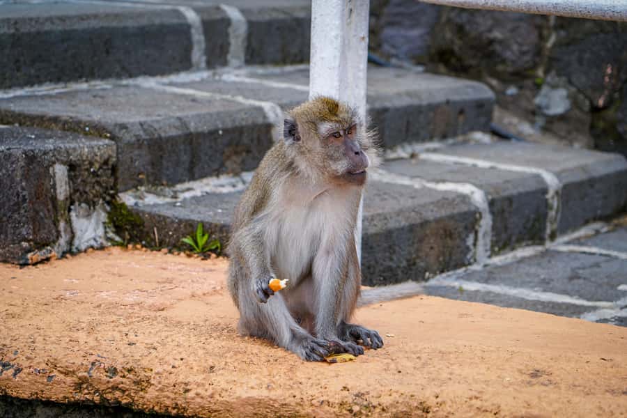 Mauritius: Sunrise Mountain Hike with Southwest Road-trip - The final garden walk and your return to the hotel