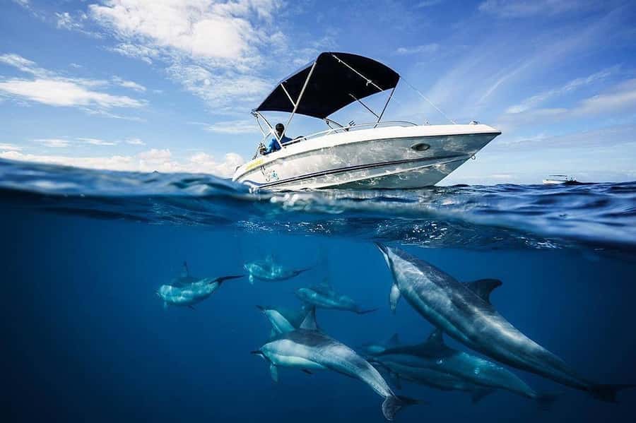 Mauritius: Swim with Dolphins Full-Day with Lunch/Drinks - Key Highlights You Will Feel on Day One