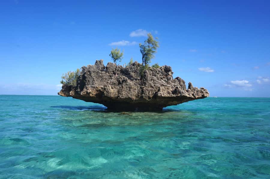 Mauritius: Swim with Dolphins Full-Day with Lunch/Drinks - A Full-Day Dolphin Swim Plan on Mauritius West Coast