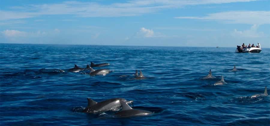 Mauritius: Swim with Dolphins Full-Day with Lunch/Drinks - Meeting at La Preneuse, Breakfast, and the Speedboat Start