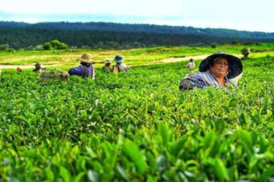 Mauritius: Tea and Sugar Plantation Guided Tour with Lunch - Le Domaine des Aubineaux: colonial photo rooms, camphor garden, and essential-oil distilling