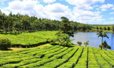 Tea and Sugar Plantation Guided Tour with Lunch