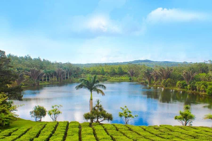 Mauritius: Tea and Sugar Plantation Guided Tour with Lunch - Small gotchas that can affect your day