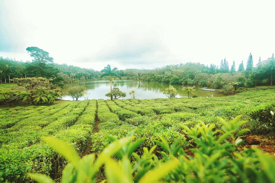 Mauritius: Tea, Rum and Vanilla Route with Lunch and Pickup - Bois Chéri Tea Factory: From Old Machines to a Proper Tea Tasting
