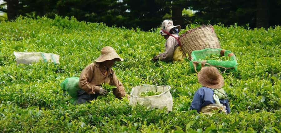 Mauritius: Tea, Rum and Vanilla Route with Lunch and Pickup - Le Domaine de Saint Aubin: Moulin, Old Chimney, Vanille Maison, and the Rhum Tasting