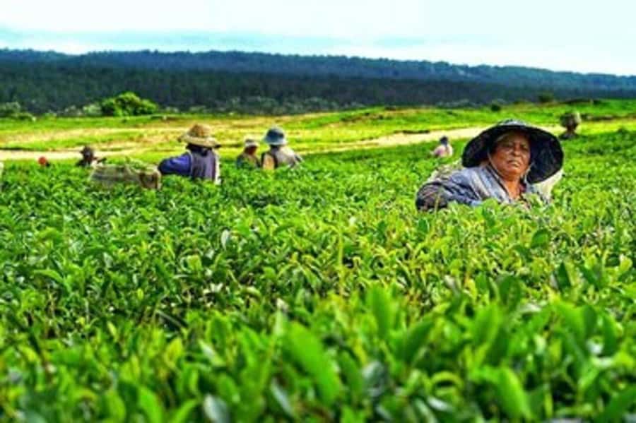 Mauritius: Tea, Rum and Vanilla Route with Lunch and Pickup - Who This Tour Suits Best (And Who Might Prefer Something Else)