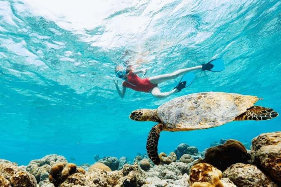 Mauritius: Turtle Swim and North Discovery Tour with Pickup - Pickup, timing, and how to avoid a day-wrecker
