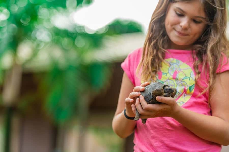 Mauritius: Vanilla Park & Beaches Tour with Extra Option - La Vanille Nature Crocodile Park: crocodiles, giant tortoises, and Domino