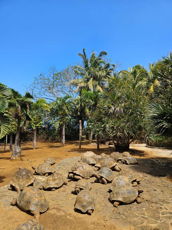 Mauritius: Vanilla Park & Beaches Tour with Extra Option - Why the guide name matters more than you think