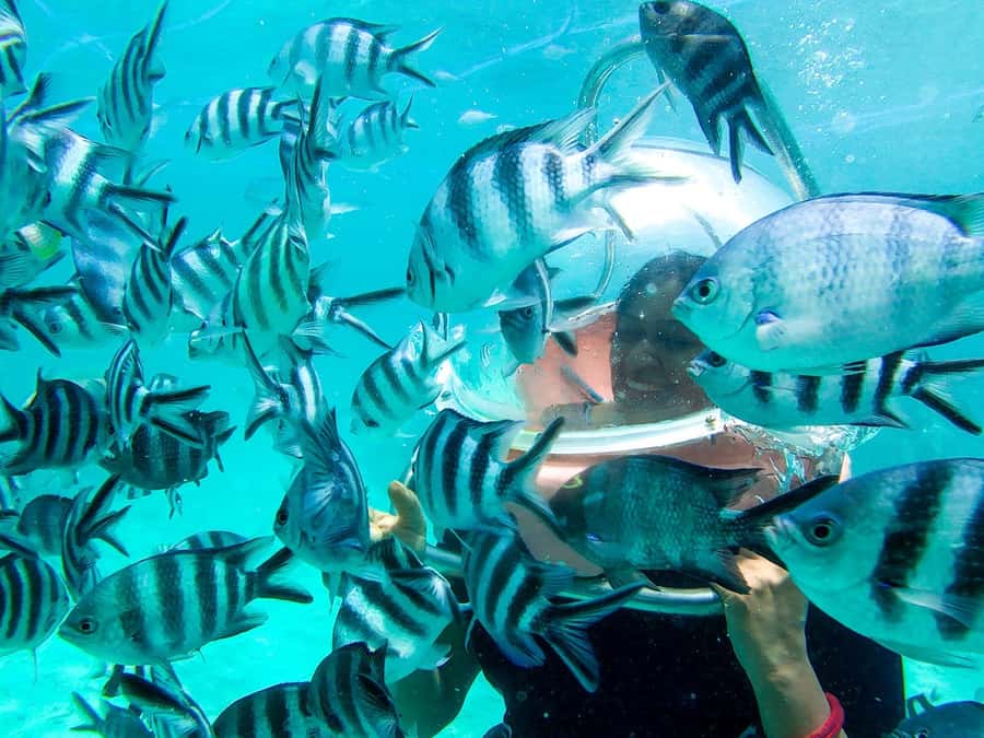 Mauritius: Watersport Adventure Day with Lunch and Pickup - Parasailing: Harnessed Takeoff, a 1 km Run, and Left-Right Landing