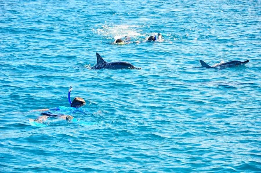 Mauritius: Wild Dolphin Encounter with Hotel Transfers - Wild Bottlenose Dolphins Plus Real Snorkeling Time