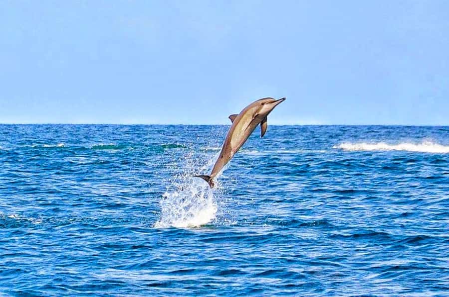 Mauritius: Wild Dolphin Encounter with Hotel Transfers - On the Open Sea, What Swimming Actually Feels Like