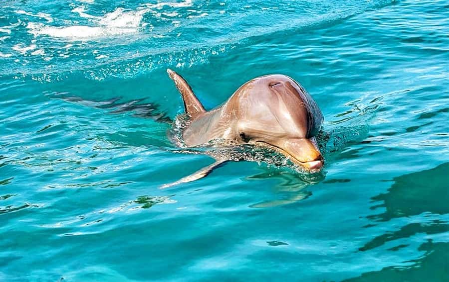 Mauritius: Wild Dolphin Encounter with Hotel Transfers - How the Morning Pickup Works on Mauritius West Coast