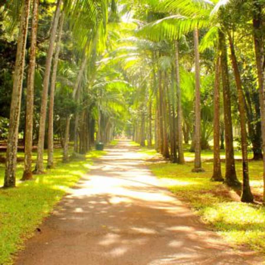 North Day Tour, Botanical Garden, Sugar Museum, Rum Tasting - Rum Tasting: How to Make the Most of the Pour