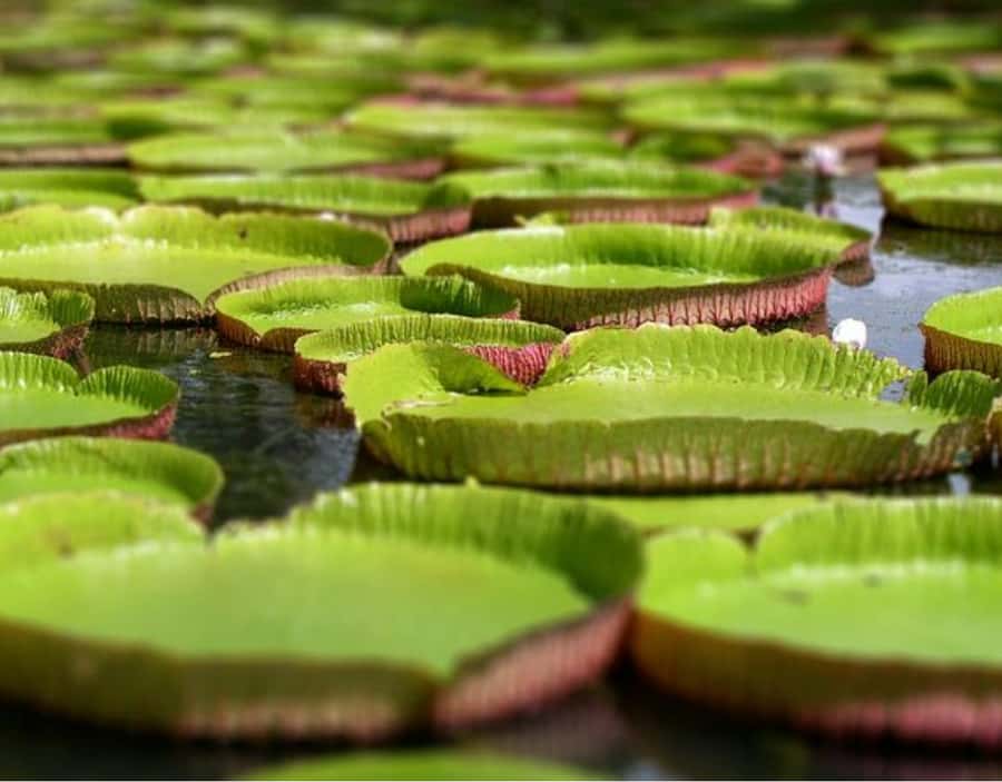 North Day Tour, Botanical Garden, Sugar Museum, Rum Tasting - Sir Seewoosagur Ramgoolam Botanical Garden: More Than Pretty Plants
