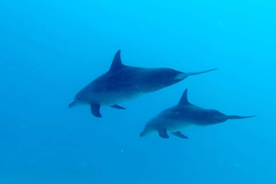 North of Mauritius: Scuba Diving Tour - North Mauritius water time, and why this route is worth it