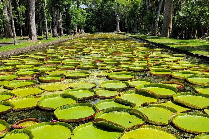 Northern Mauritius Private Tour w/ Port louis Market and Beaches - Pamplemousses Botanical Garden: a 1735 classic with major payoff