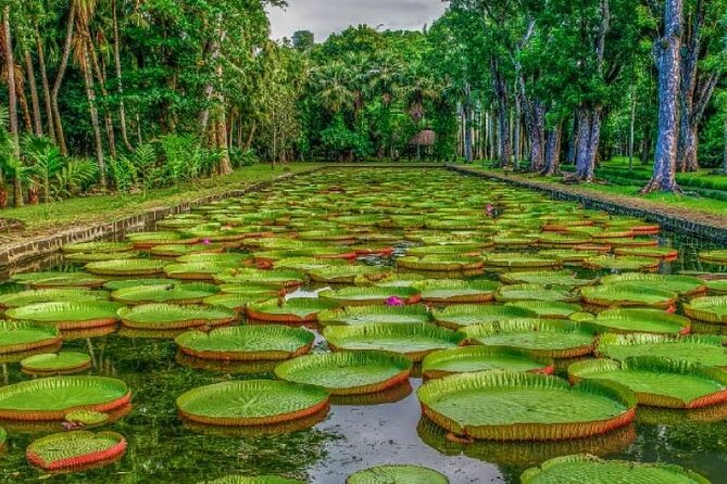 Port Louis and Pamplemousses Garden - A full day trip - Key things to know before you go