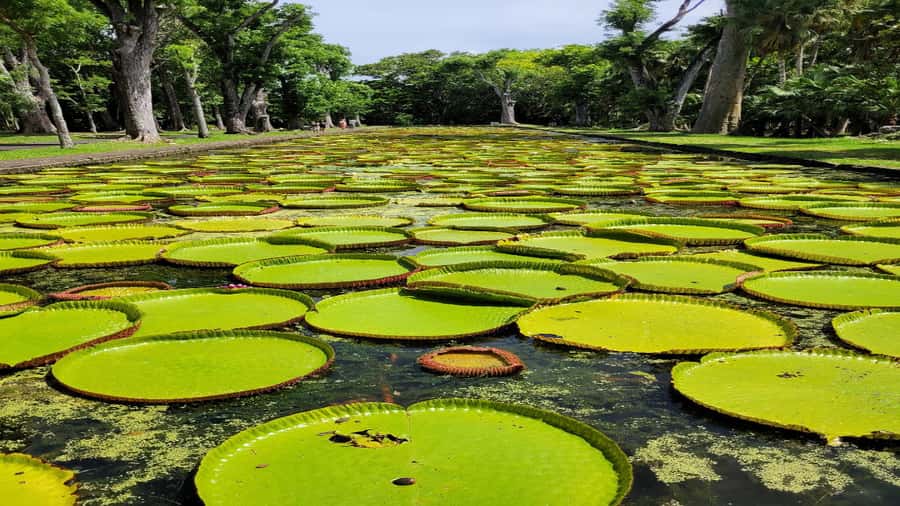Port Louis Market, Botanical Garden -Northern Mauritius Tour - Port Louis Market and Caudan Waterfront: Get Your Bearings Fast