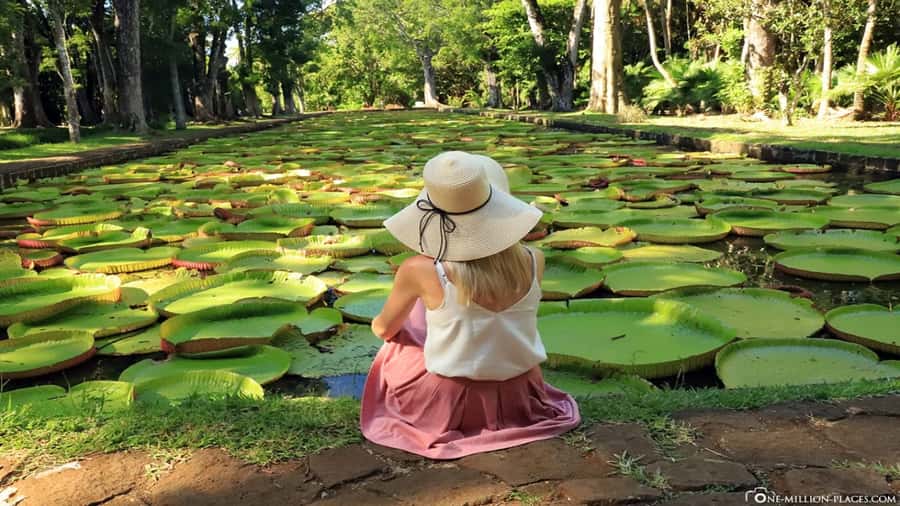Port Louis: Northern Treasures Private Tour - Key highlights at a glance