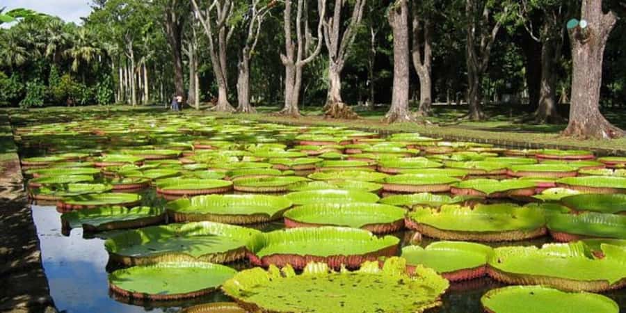Port Louis: Private Guided Sightseeing Tour - Port Louis, then Pamplemousses: the day’s winning mix