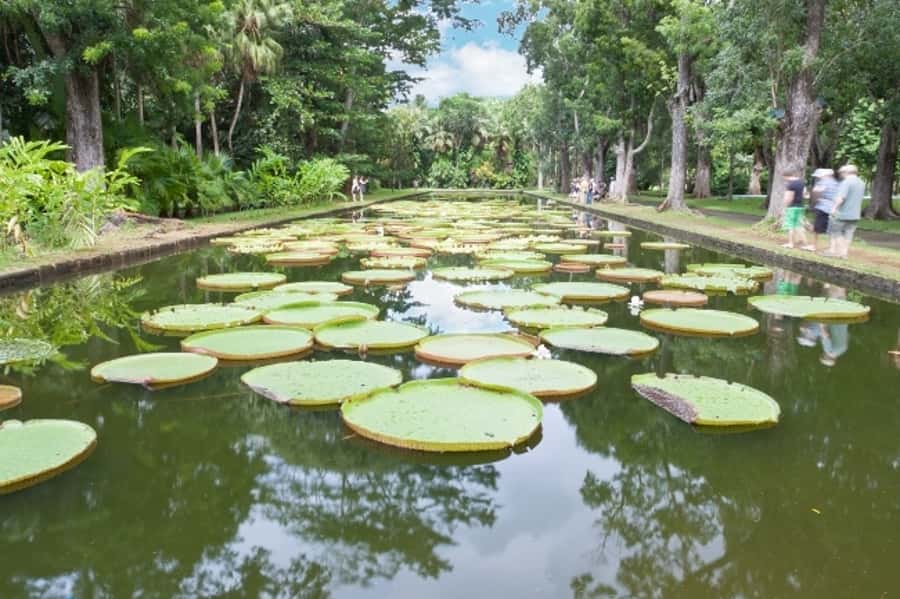 Private All Inclusive North Tour with Lunch & Entrance Fees - Pamplemousses Botanical Garden: Waterlilies, Palms, and Shade You Can Count On