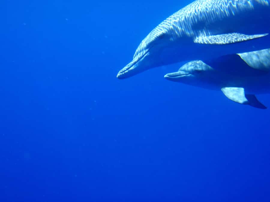 Private Dolphin Encounter and Whale Watching - Entering The Dolphin Zone Off Mauritius