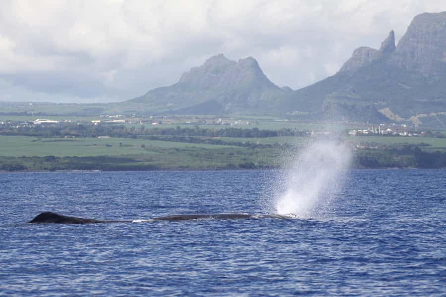 Private Dolphin Encounter and Whale Watching - The Dolphin Encounter: Swim Time, Rules, and Camera Reality