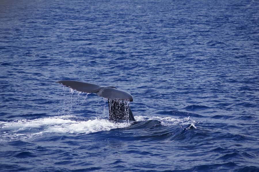 Private Dolphin Encounter and Whale Watching - Whale Watching From the Boat: Humpbacks in Season