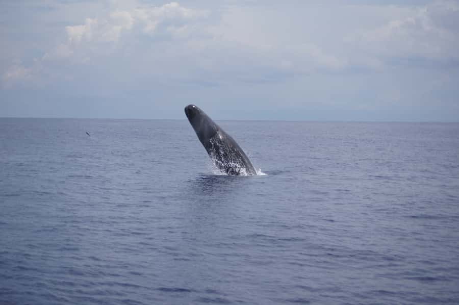 Private Dolphin Encounter and Whale Watching - Speedboat Timing, Meeting Point, and What That Means for Your Day