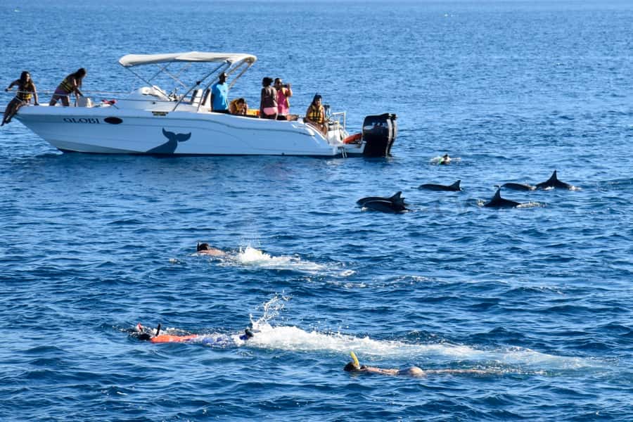 Private Dolphin Encounter and Whale Watching - Snorkeling the Coral Reef Segment (After Dolphins)