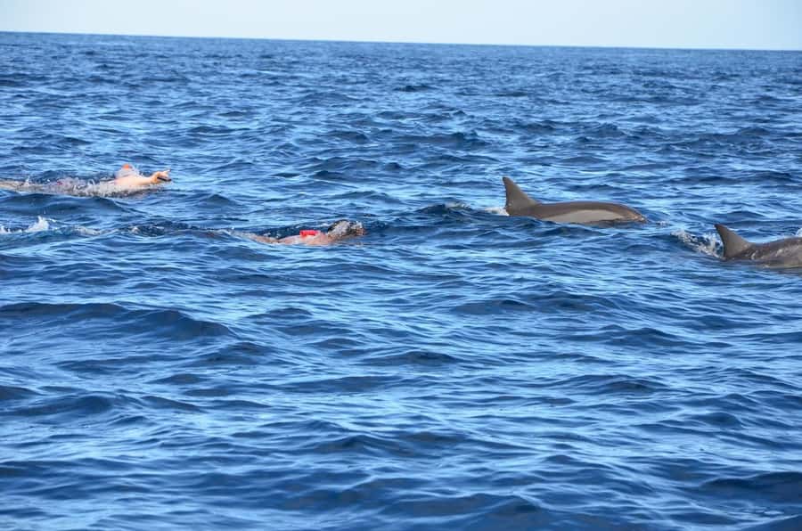 Private Dolphin Snorkeling Tour. Equipment available Free. - Key Points Worth Knowing Before You Go
