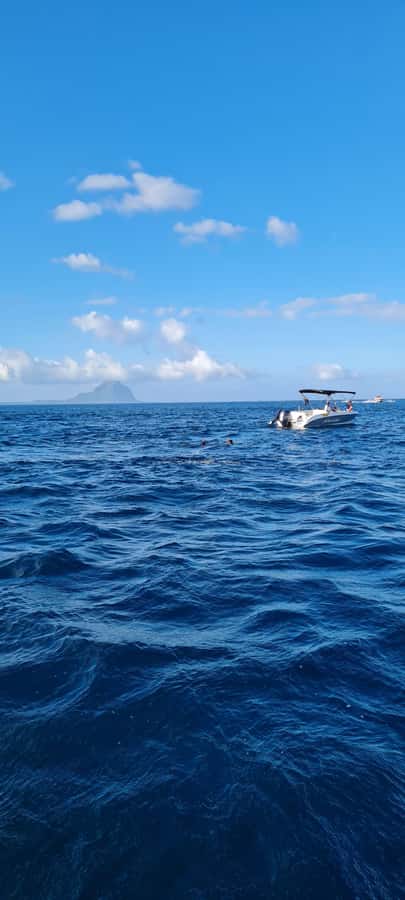 Private Dolphin Snorkeling Tour. Equipment available Free. - What You Should Bring (So You Do Not Regret It Later)