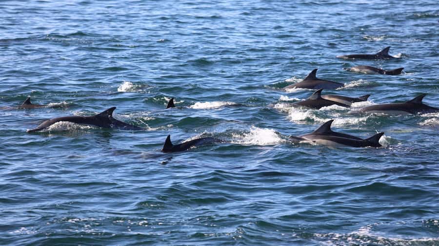 Private Dolphin Snorkeling Tour. Equipment available Free. - Dolphin Watch on the Water, Plus Why Crowds Matter