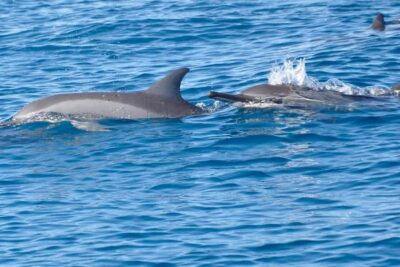 Private Dolphin Snorkeling Tour. Equipment available Free.