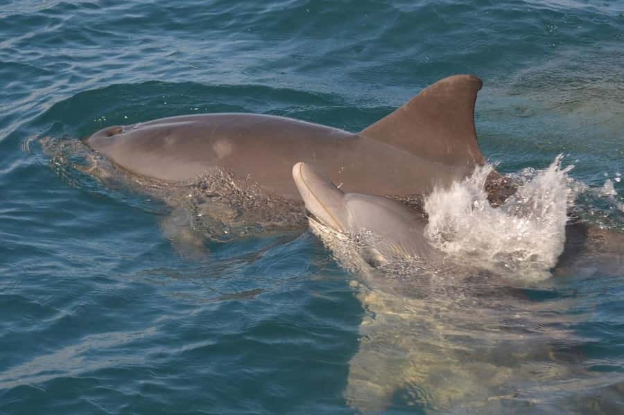 Private Dolphin Snorkeling Tour. Equipment available Free. - Your Guide Matters, and Names You Might Hear on the Day