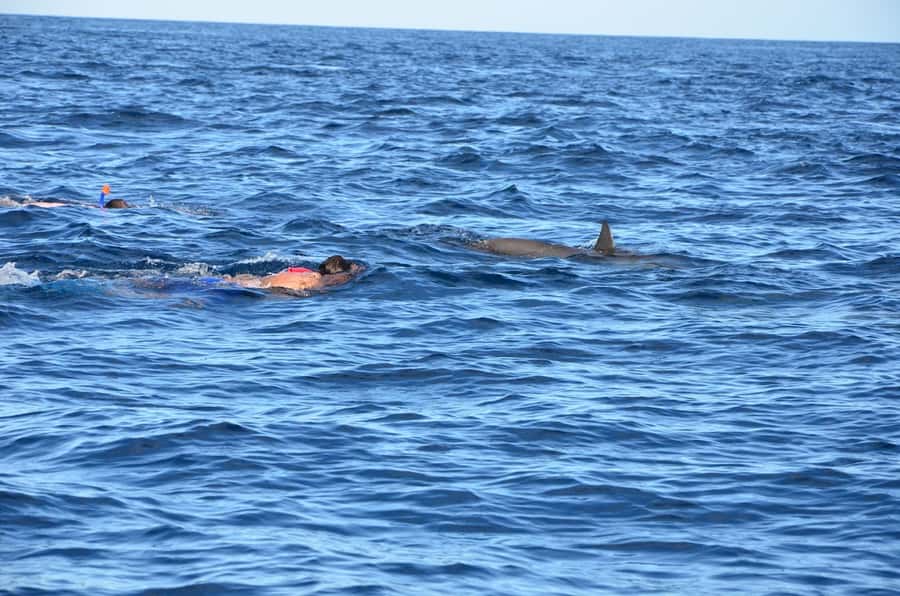 Private Dolphin Snorkeling Tour. Equipment available Free. - Arrival Time and Snorkeling Spots, Chosen If Possible