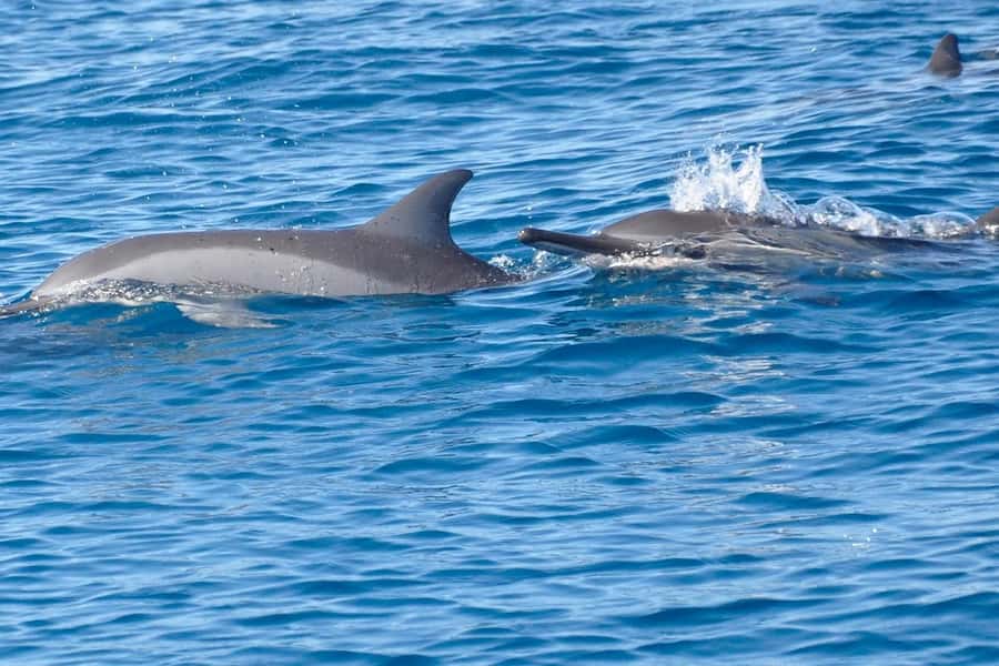 Private Dolphin Snorkeling Tour. Equipment available Free. - Meet Your Guide at the Tamarin Dolphin Board
