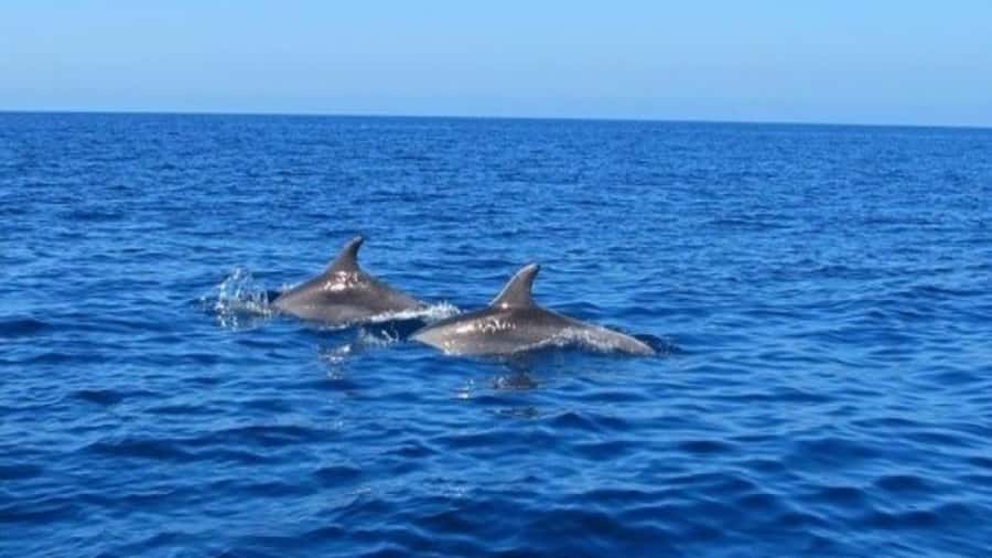 Private Dolphin Swim/Snorkeling & Lunch on Benitiers island - Logistics That Matter: Weather, Timing, and Sea Comfort