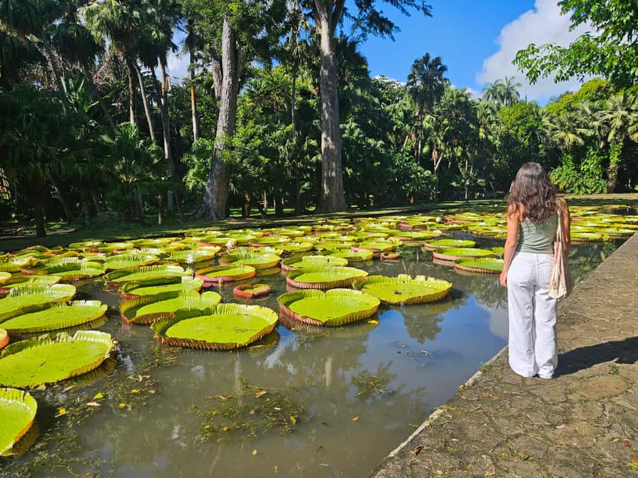 PRIVATE FULL-DAY NORTH AND SOUTH TOUR - Port Louis Bazaar and Waterfront: Umbrellas, Market Energy, and Sea Views
