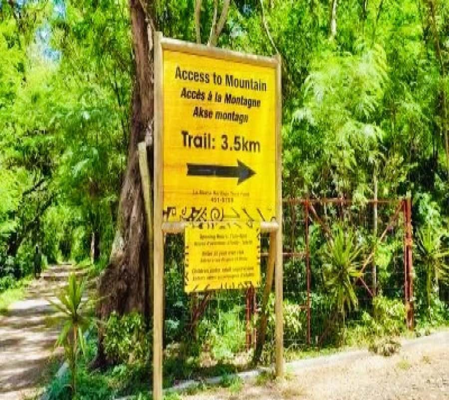 Private Hiking le Morne Mountain & Lunch at Ilot Fourneau - Wildlife and plants: why this isn’t just views and photos
